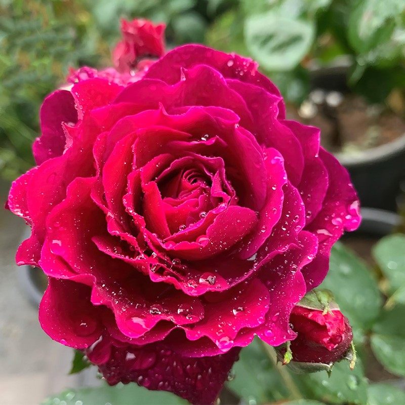 新品 红丘/天家胭脂 月季花苗 河本灌木大花浓香勤花月季庭院阳台,淘宝优惠券,粉丝福利购,淘宝优惠卷