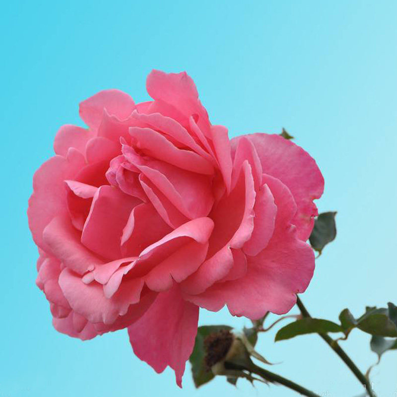 国月 粉扇 月季花苗 阳台庭院大花月季勤花 绿植阳台庭院盆栽,淘宝优惠券,粉丝福利购,淘宝优惠卷