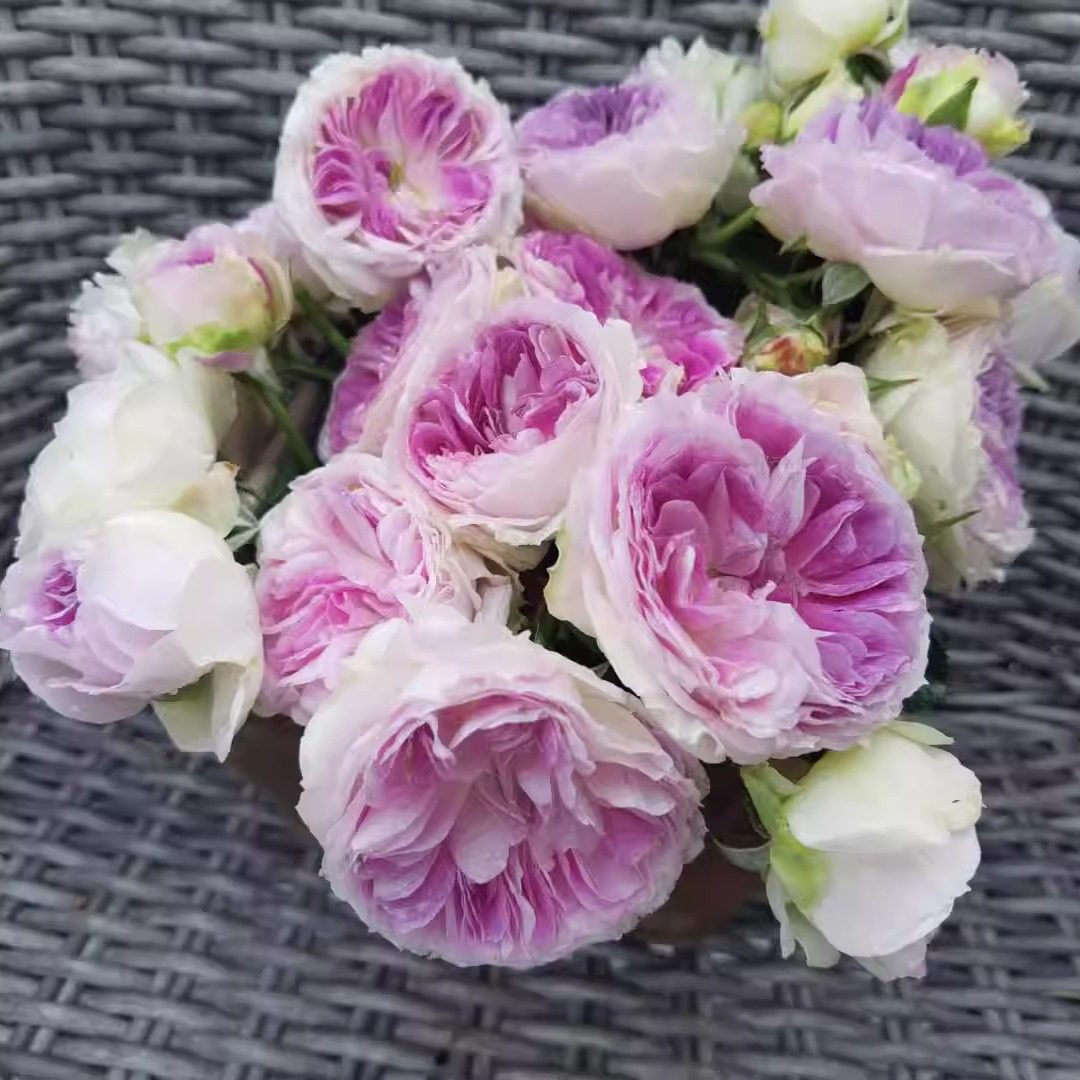 日月 蓝月石 月季花苗 河本灌木多头勤花月季 庭院阳台盆栽花卉,淘宝优惠券,粉丝福利购,淘宝优惠卷