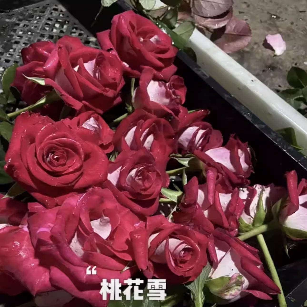 新品 桃花雪露台 月季花苗 稀有复色切花灌木月季 阳台庭院盆栽,淘宝优惠券,粉丝福利购,淘宝优惠卷