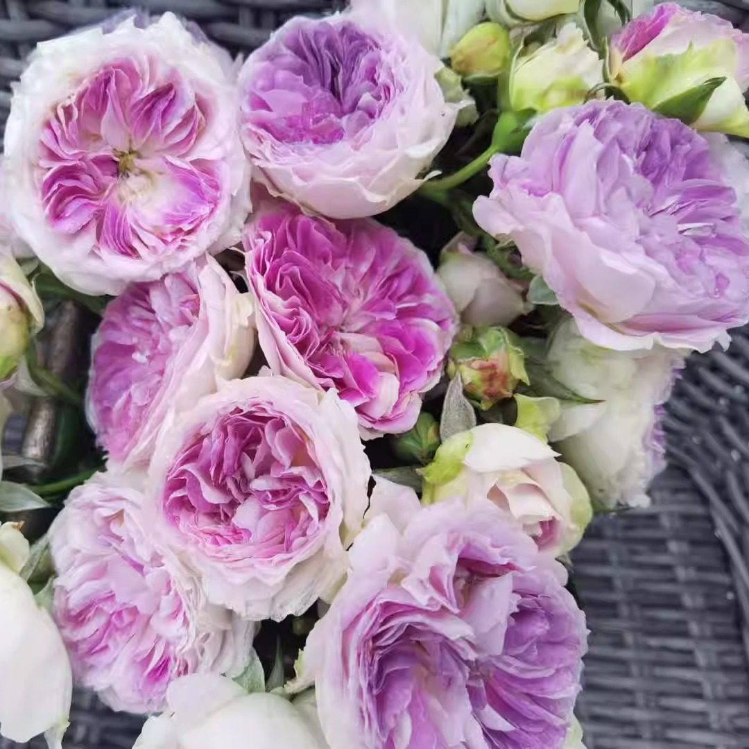 日月 蓝月石 月季花苗 河本灌木多头勤花月季 庭院阳台盆栽花卉,淘宝优惠券,粉丝福利购,淘宝优惠卷