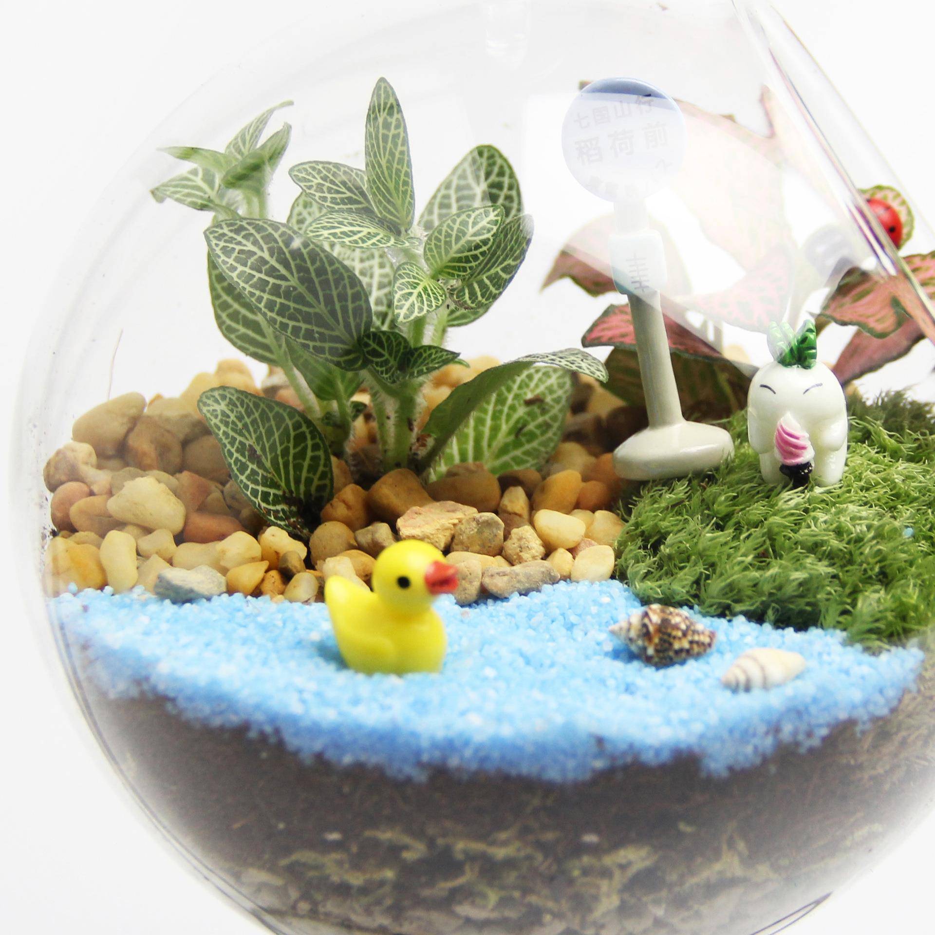 创意礼品礼藓物2苔微景观套装生tz-20181态瓶材料吊包1cm平底瓶 - 图1