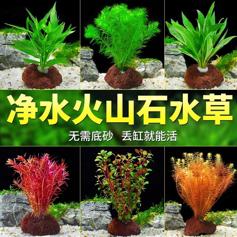 鱼缸真水草鱼缸造景套餐净化水质懒人鱼缸水草植物直接入缸蜈蚣草,淘宝优惠券,粉丝福利购,淘宝优惠卷