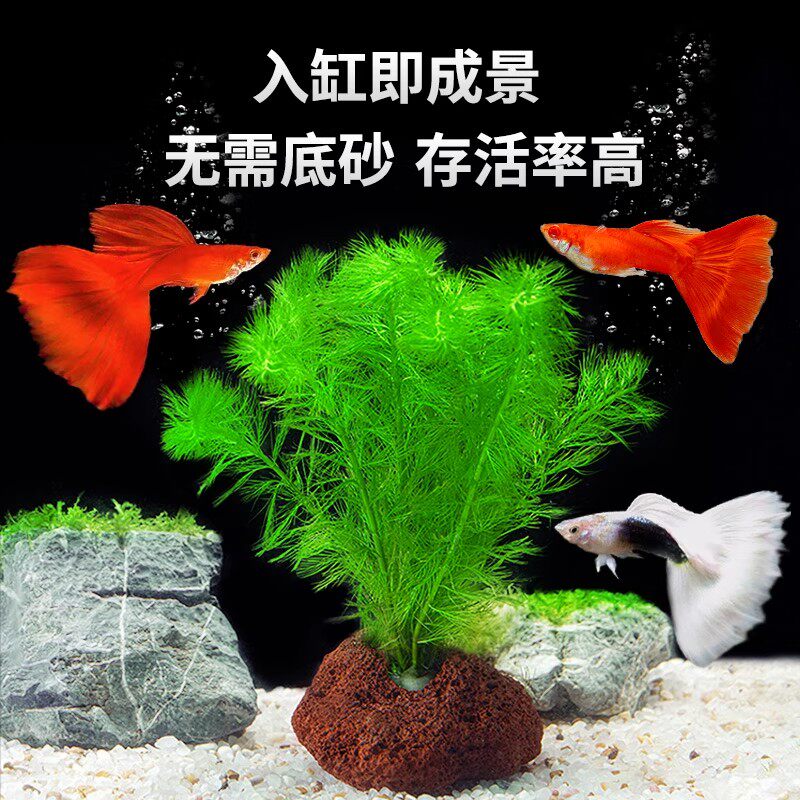 鱼缸真水草鱼缸造景套餐净化水质懒人鱼缸水草植物直接入缸蜈蚣草,淘宝优惠券,粉丝福利购,淘宝优惠卷