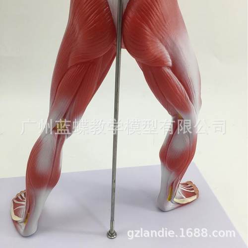 C人体全身学肌肉解剖模型教模型985人体肌人模型医学教具5肉0M - 图3