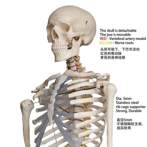 10教c人体骨骼8医学学模型收纳657经典款m+中英双语挂图 - 图0