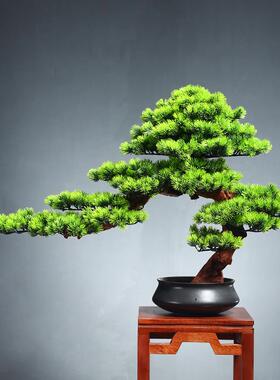 新中仿绿ML00137植客迎松式盆景真玄关客厅茶室禅意室内松树造景