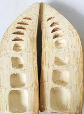 家圣竹根圣卦A2杯道卦圣杯木圣卦竹卦