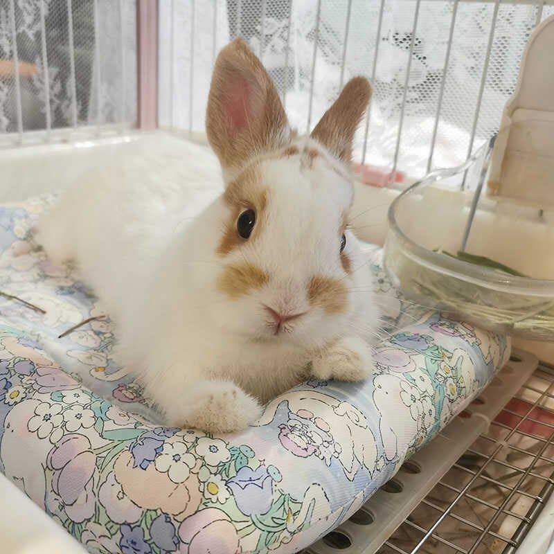 兔子趴趴垫夏季防泼水垫子小方垫兔兔冰垫夏天防水垫子侏儒兔垫子,淘宝优惠券,粉丝福利购,淘宝优惠卷