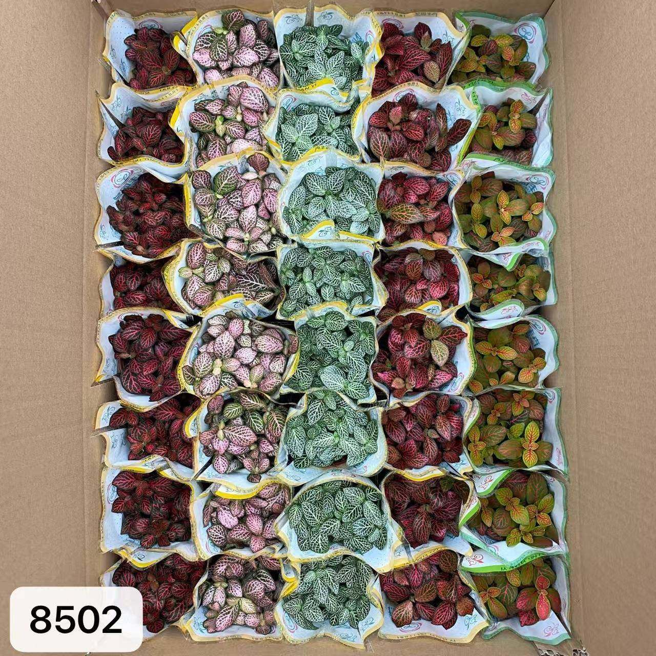 80#混装网纹草微景观水陆缸彩叶迷你创意桌面小盆栽绿植,淘宝优惠券,粉丝福利购,淘宝优惠卷