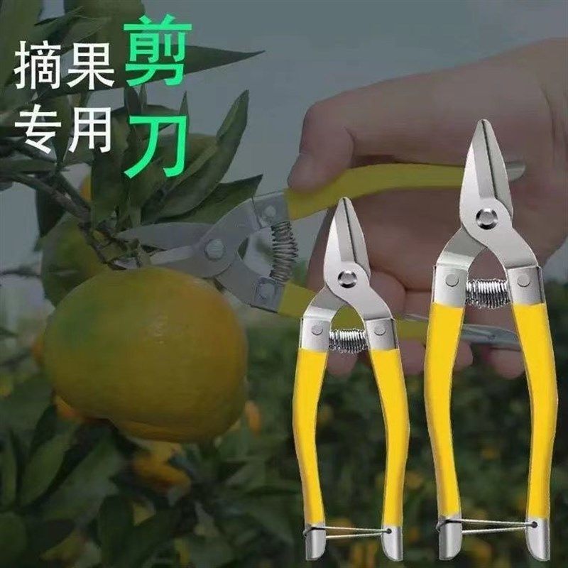 罗定果剪修枝剪家用摘果剪刀脐橙橘子果树剪加厚树剪子嫁接小剪刀 - 图1