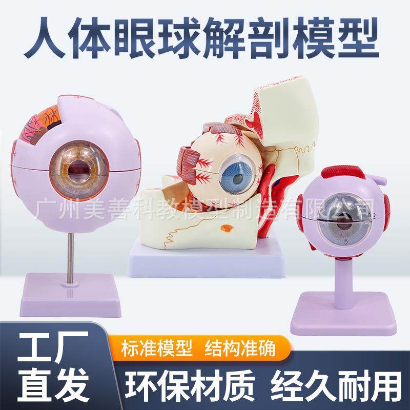 科倍学六放医大人172体眼球解剖模型眼睛解剖结构五官眼模型数字,淘宝优惠券,粉丝福利购,淘宝优惠卷