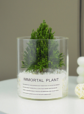 放青松 保鲜植物桌面摆件家居饰品高级感办公室装饰客厅酒柜摆设