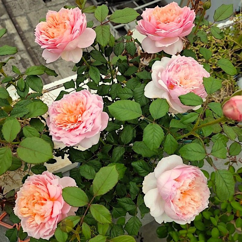 桃染  月季花苗 大花浓香多头勤花灌木月季植物 庭院阳台盆栽花卉,淘宝优惠券,粉丝福利购,淘宝优惠卷
