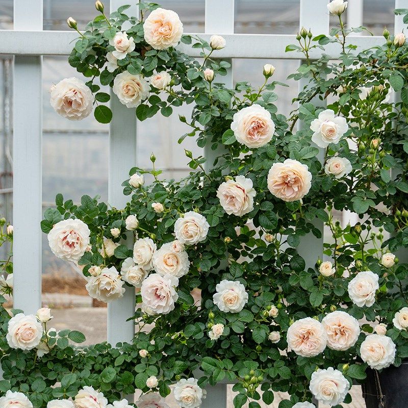 剪秋水  月季花苗大花藤本爬藤攀援多头勤花蔷薇庭院阳台盆栽花卉,淘宝优惠券,粉丝福利购,淘宝优惠卷