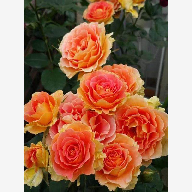 铜管乐队 月季花苗大花多季盆栽阳台花庭院勤花灌木杏色,淘宝优惠券,粉丝福利购,淘宝优惠卷