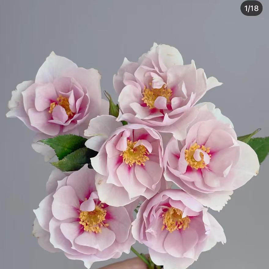 一见钟情 多头日本超新品花园木本月季花苗盆栽阳台月季花卉庭院,淘宝优惠券,粉丝福利购,淘宝优惠卷