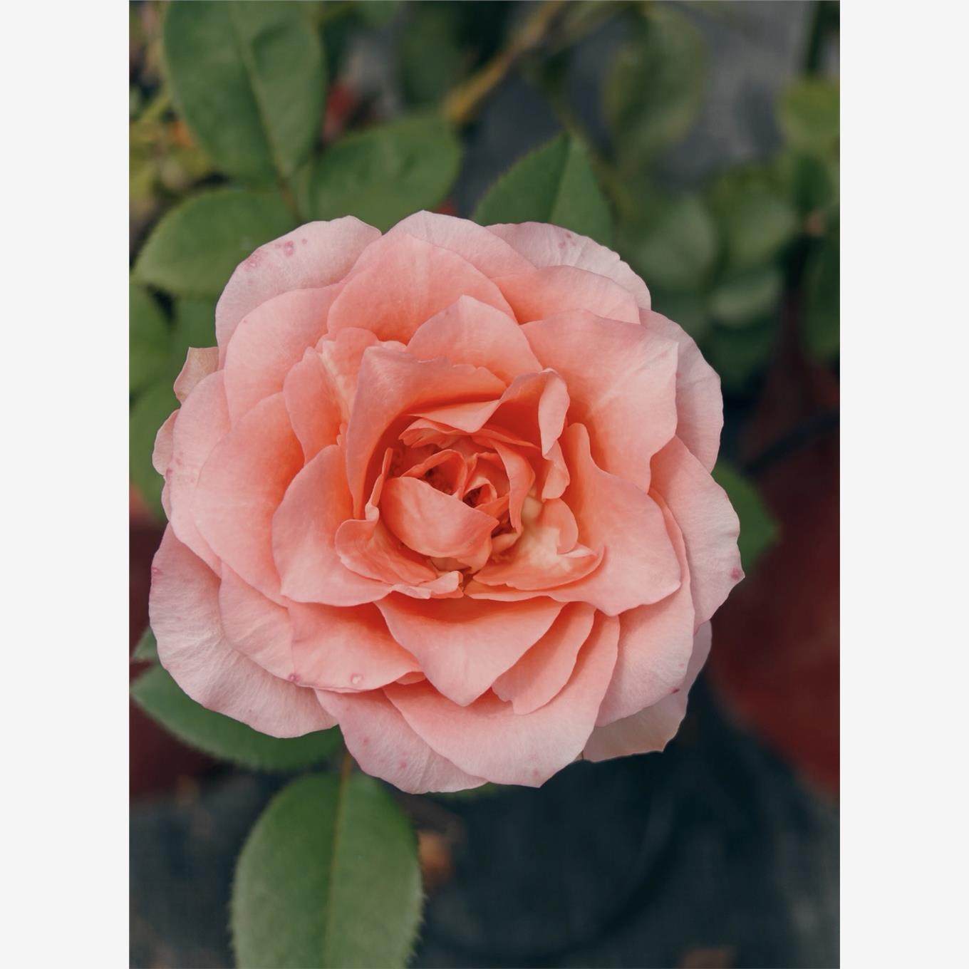 新品 惊喜漩涡 月季花苗 大花灌木直立勤花 粉色 庭院阳台盆栽,淘宝优惠券,粉丝福利购,淘宝优惠卷