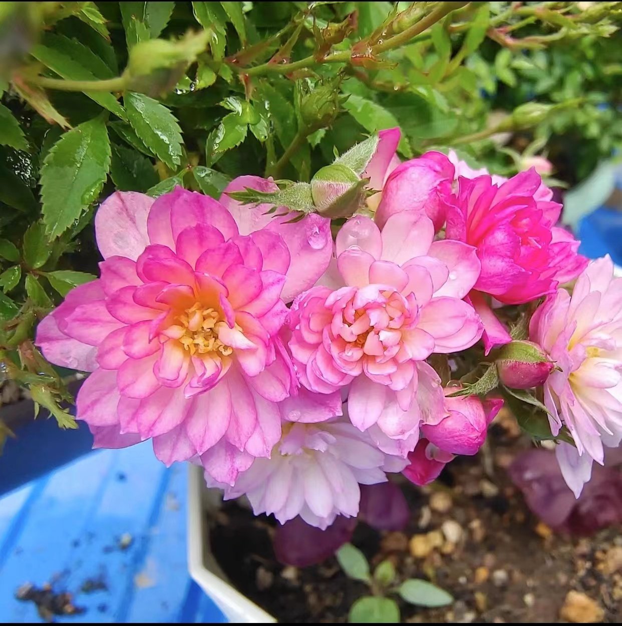 月季花苗切花微月小苗阳台庭院浓香开花卉盆栽蔷薇灌木爬藤本植物,淘宝优惠券,粉丝福利购,淘宝优惠卷