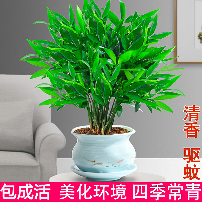 水培驱蚊盆栽花卉大全富贵竹水养植物驱蚊草室内客厅易活绿植,淘宝优惠券,粉丝福利购,淘宝优惠卷