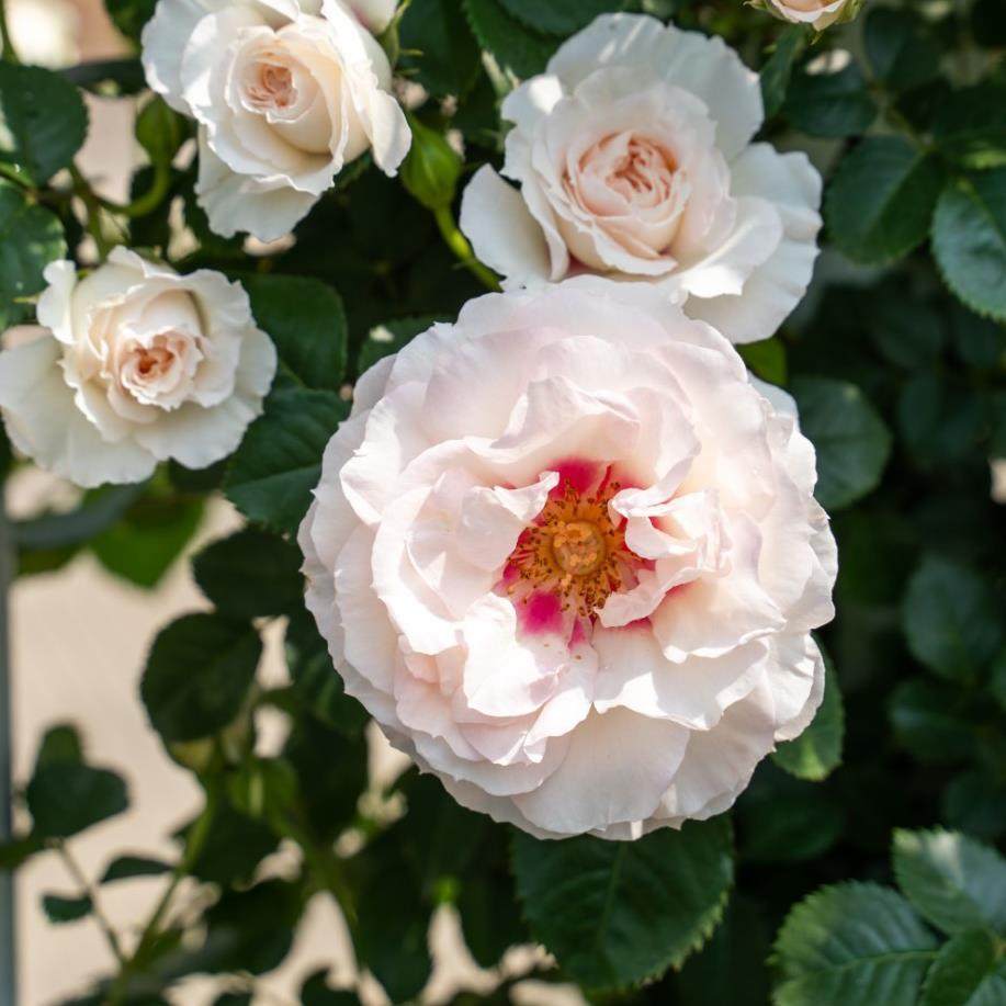 剪秋水  月季花苗大花藤本爬藤攀援多头勤花蔷薇庭院阳台盆栽花卉,淘宝优惠券,粉丝福利购,淘宝优惠卷