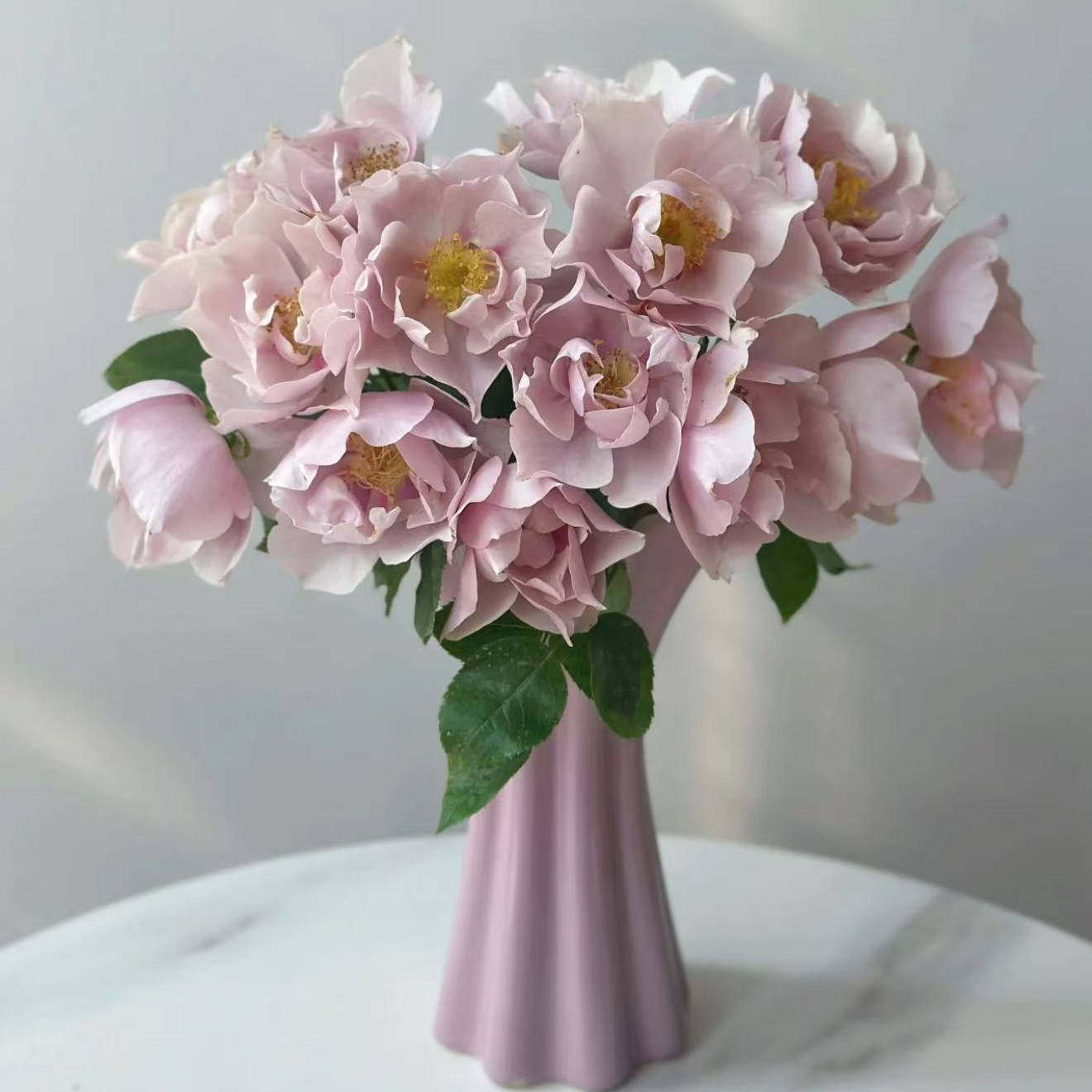 一见钟情 多头日本超新品花园木本月季花苗盆栽阳台月季花卉庭院,淘宝优惠券,粉丝福利购,淘宝优惠卷