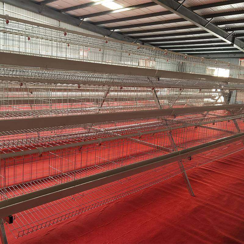 多层阶梯式蛋鸡笼鸡笼三层四门阶梯式鸡笼蛋鸡笼冷热镀锌蛋鸡笼,淘宝优惠券,粉丝福利购,淘宝优惠卷