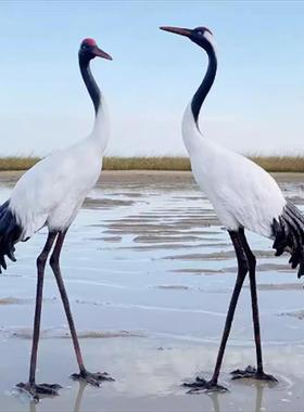 户假外饰仿真仙鹤雕塑花园景观园林水池白鹤庭山院装品qfy008丹顶