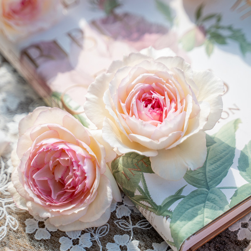 【玉碗纱】天狼自育月季玫瑰 多季节开花灌木丰花月季,淘宝优惠券,粉丝福利购,淘宝优惠卷