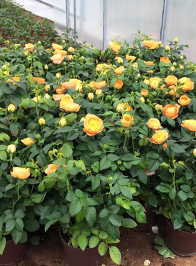 阳台大花微月果汁阳台花苗多头浓香橙色玫瑰花苗盆栽多季开花绿植