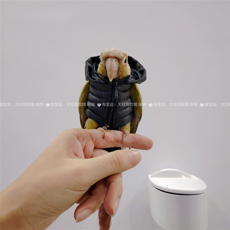 鹦鹉羽绒服鸟衣服鹦鹉棉外套玄凤加厚保暖外出服鹦鹉用品鸟用品,淘宝优惠券,粉丝福利购,淘宝优惠卷