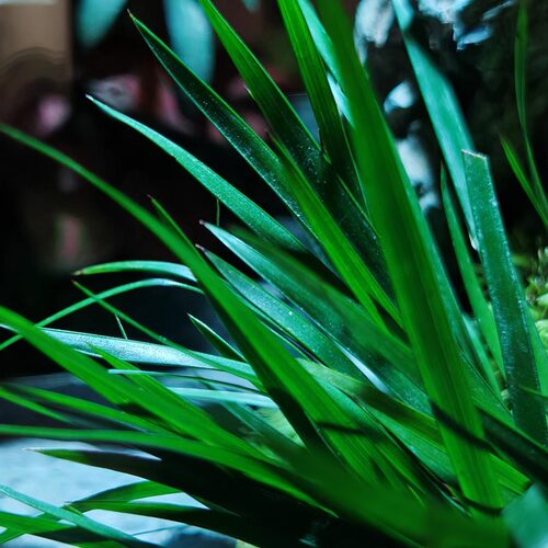 成功之路景观瓶生命之树创意苔藓微摆件办公室桌面缸绿植造景盆景 - 图2