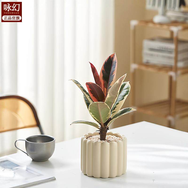 办公室桌面室内绿植小盆栽奶油风摆件室内除甲醛净化空气四季通用,淘宝优惠券,粉丝福利购,淘宝优惠卷