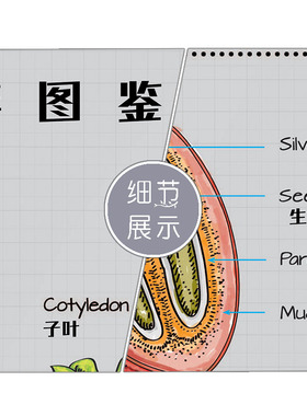 阿拉比卡云南小粒咖啡生豆图鉴咖啡知识文化挂画海报咖啡店装饰画