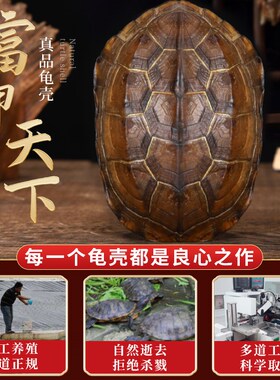 天然乌龟壳真龟甲文玩六爻摇卦工具周易64卦牌乾隆铜钱手把件摆件