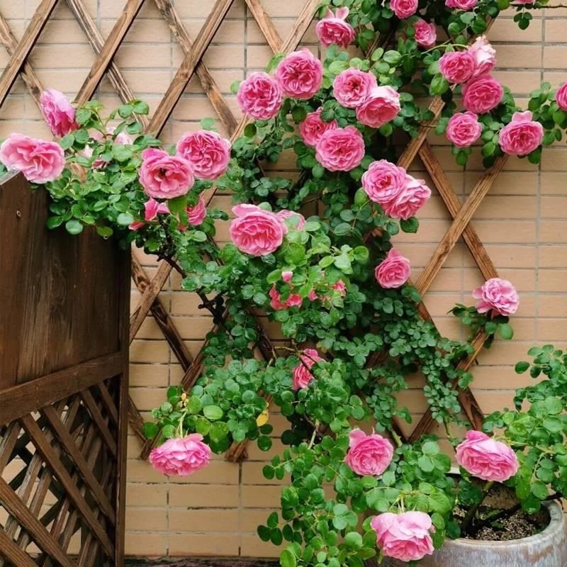 粉色达芬奇藤本月季爬藤大苗粉色蔷薇庭院阳台四季玫瑰开浓香粉达,淘宝优惠券,粉丝福利购,淘宝优惠卷