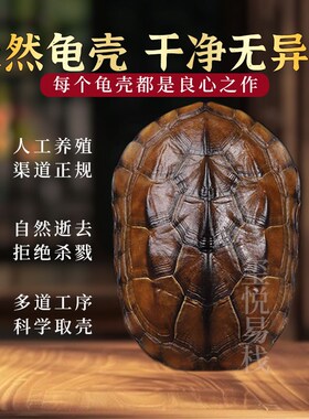 周易卦卜铜钱龟壳爻六铜钱工具真龟甲六爻铜钱摇卦算挂用品64卦牌