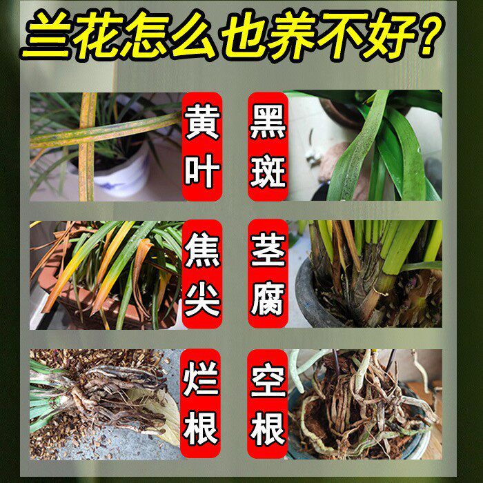【通用型多箭素】兰花专用营养液催花延花期治黄叶专用液体肥zy,淘宝优惠券,粉丝福利购,淘宝优惠卷