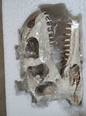 鱼缸水族箱造景装饰摆件造景恐龙树脂头骨爬虫躲避水族馆装饰