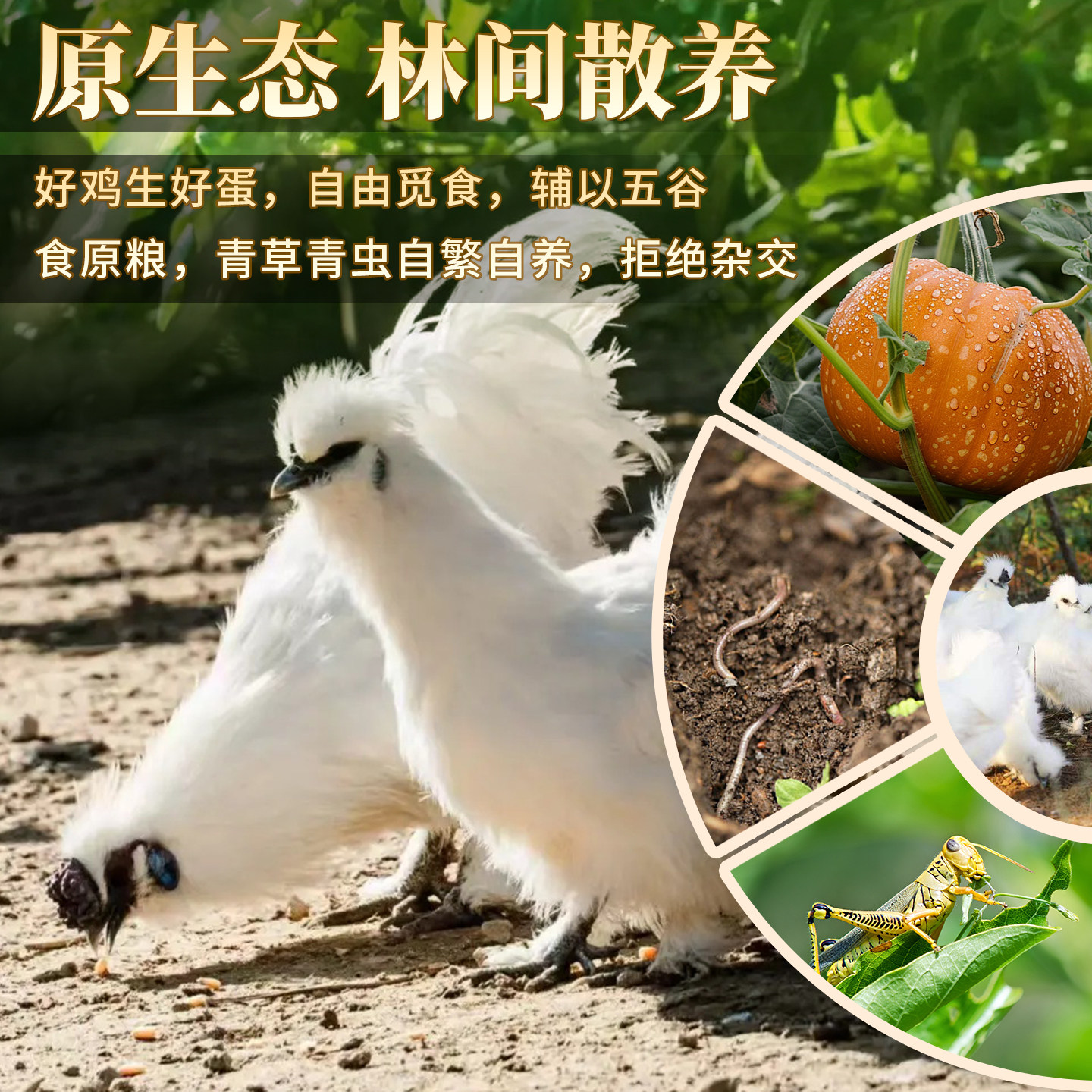 正宗泰和乌鸡蛋30枚农家散养新鲜可生食鸡蛋乌骨鸡有机富硒鸡蛋