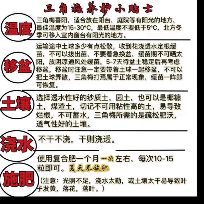 《暗斑夕阳红》三角梅可以爬藤,垂钓 飘枝,四季开花的花卉绿植,淘宝优惠券,粉丝福利购,淘宝优惠卷