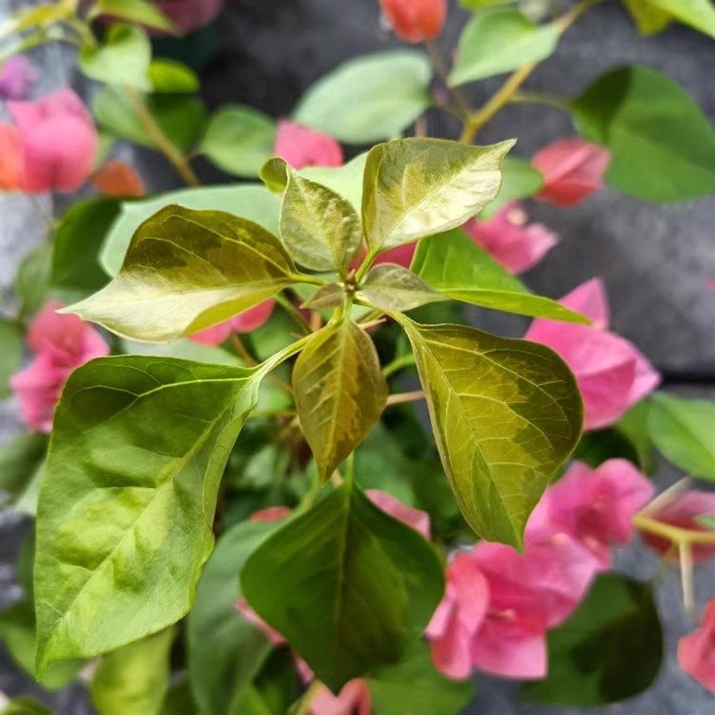 《暗斑夕阳红》三角梅可以爬藤,垂钓 飘枝,四季开花的花卉绿植,淘宝优惠券,粉丝福利购,淘宝优惠卷