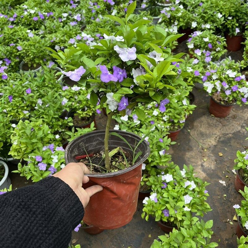 紫白双色茉莉独杆棒棒糖型盆栽四季开花浓香型植物阳台庭院带花苞,淘宝优惠券,粉丝福利购,淘宝优惠卷