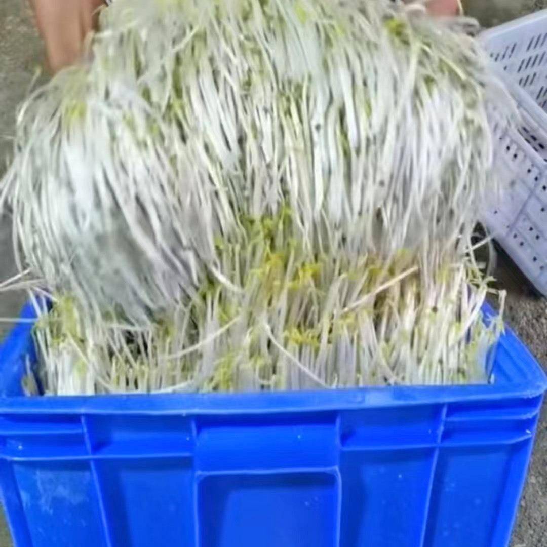 自动淋水控温智能豆芽生产线豆芽机全动自商773水用豆芽淋线芽苗 - 图1