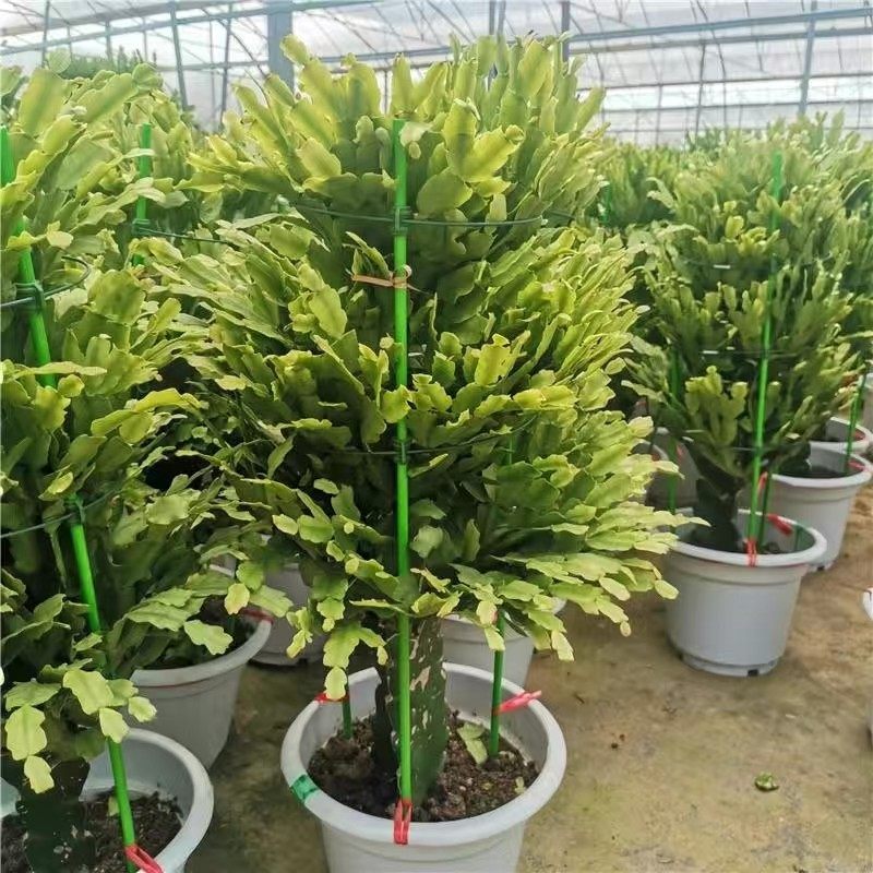 龙骨三角柱嫁接双层三层蟹爪兰带花苞室内花卉绿植植物盆栽盆景,淘宝优惠券,粉丝福利购,淘宝优惠卷