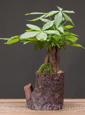 高档发树办公室装饰客厅财简约网红玄关送礼瓷绿创植盆景意桌陶面