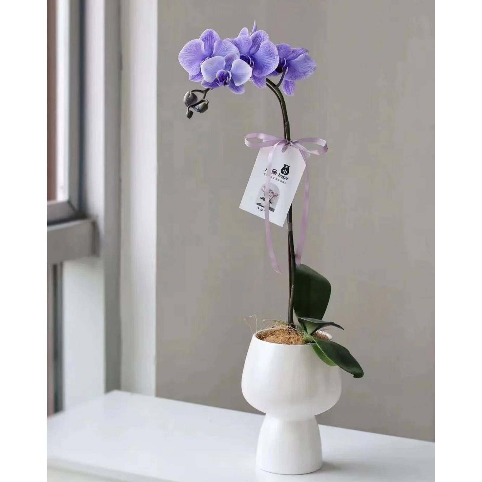 外贸花盆高脚北欧极简风桌面家居陶瓷蝴蝶兰轻奢感花器落地式其他,淘宝优惠券,粉丝福利购,淘宝优惠卷