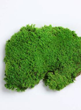 永景生苔LY01藓块程可阻燃不褪青色防水苔工造景植物墙装饰微观花