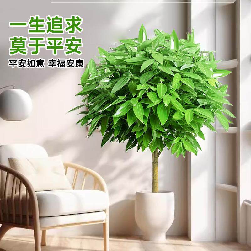 平安树绿植室内大型客厅落地大号盆栽大棵旺宅树幸福树禄植真花,淘宝优惠券,粉丝福利购,淘宝优惠卷