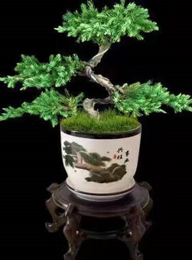 迎客松盆景真树罗汉松盆景真树四季青植物松柏盆景地柏盆景室内外